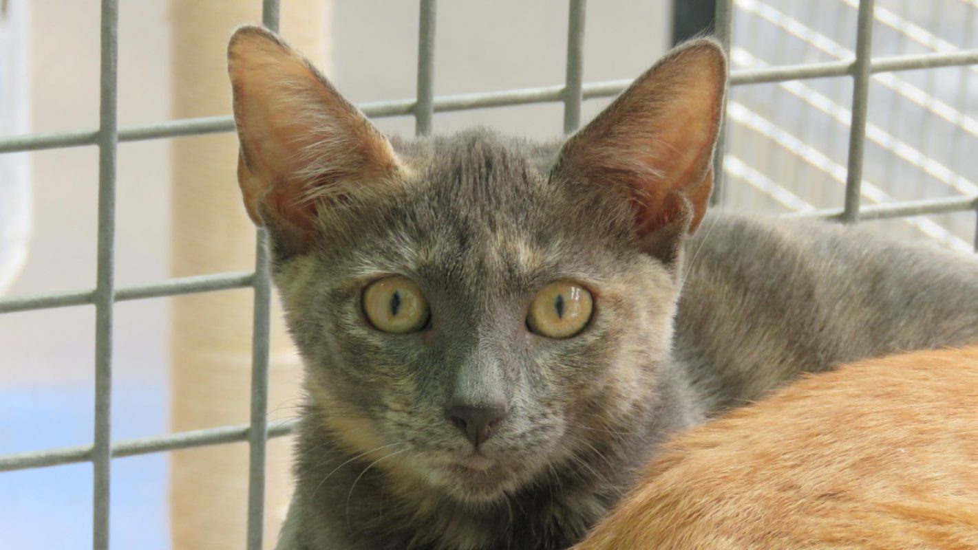Suki - Chat Européen à adopter