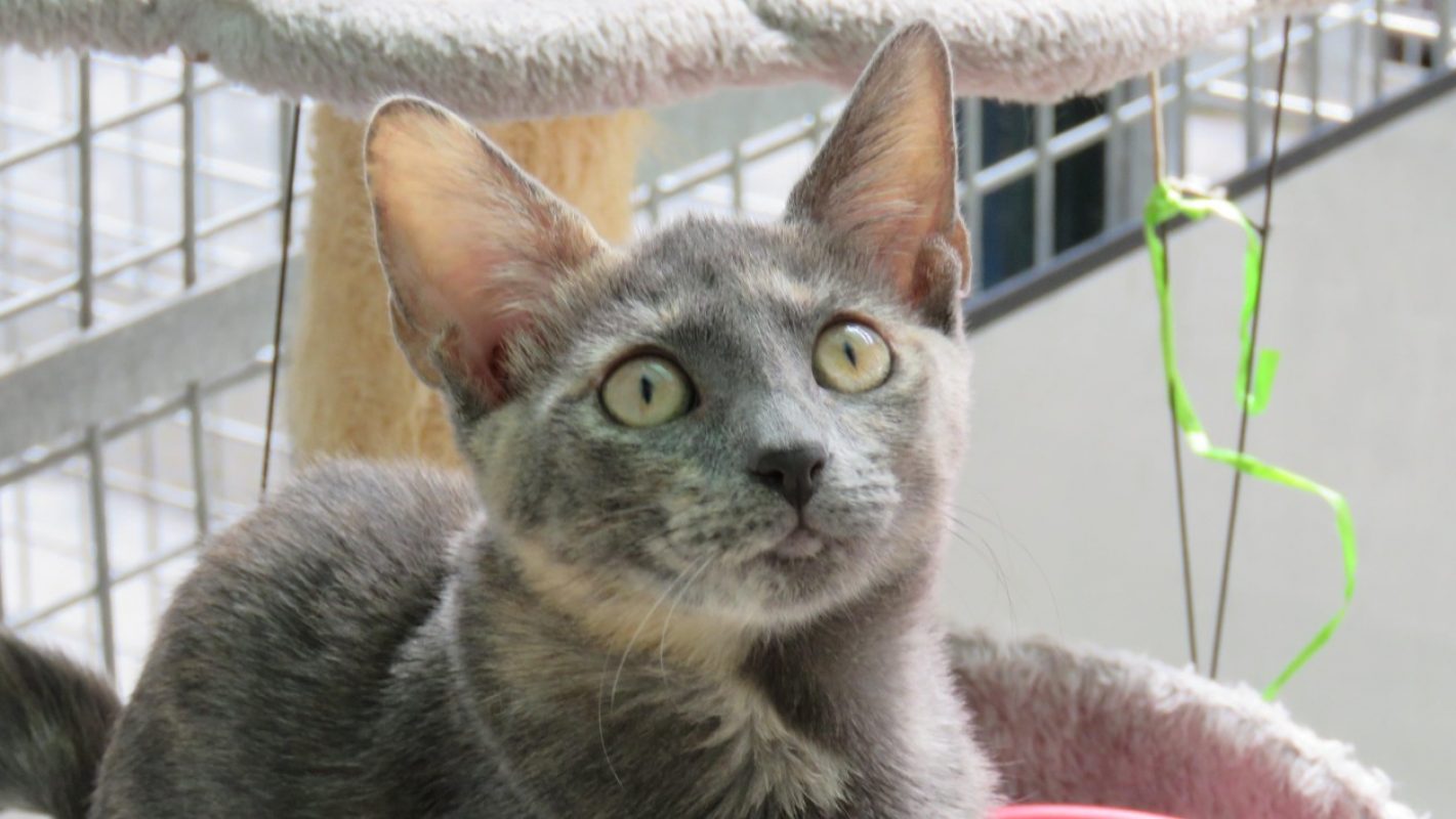Suki - Chat Européen à adopter - photo 2