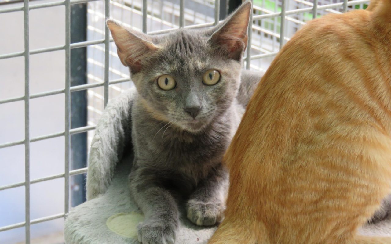 Suki - Chat Européen à adopter - photo 3