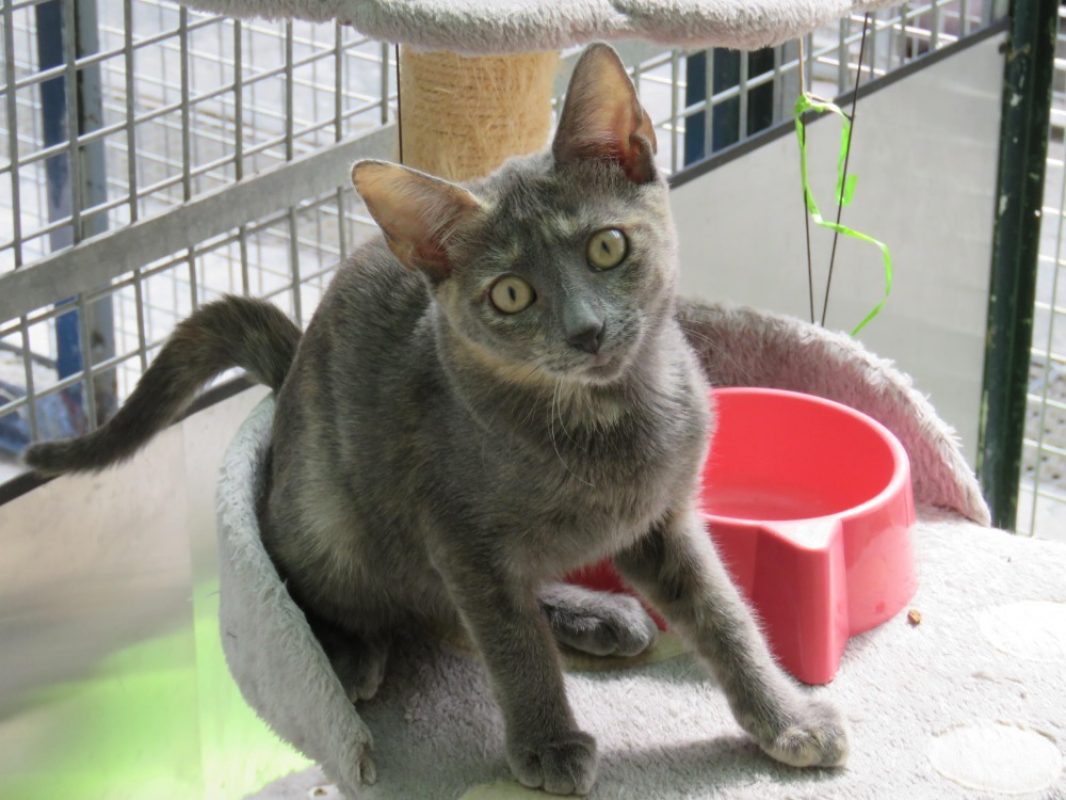 Suki - Chat Européen à adopter - photo 4