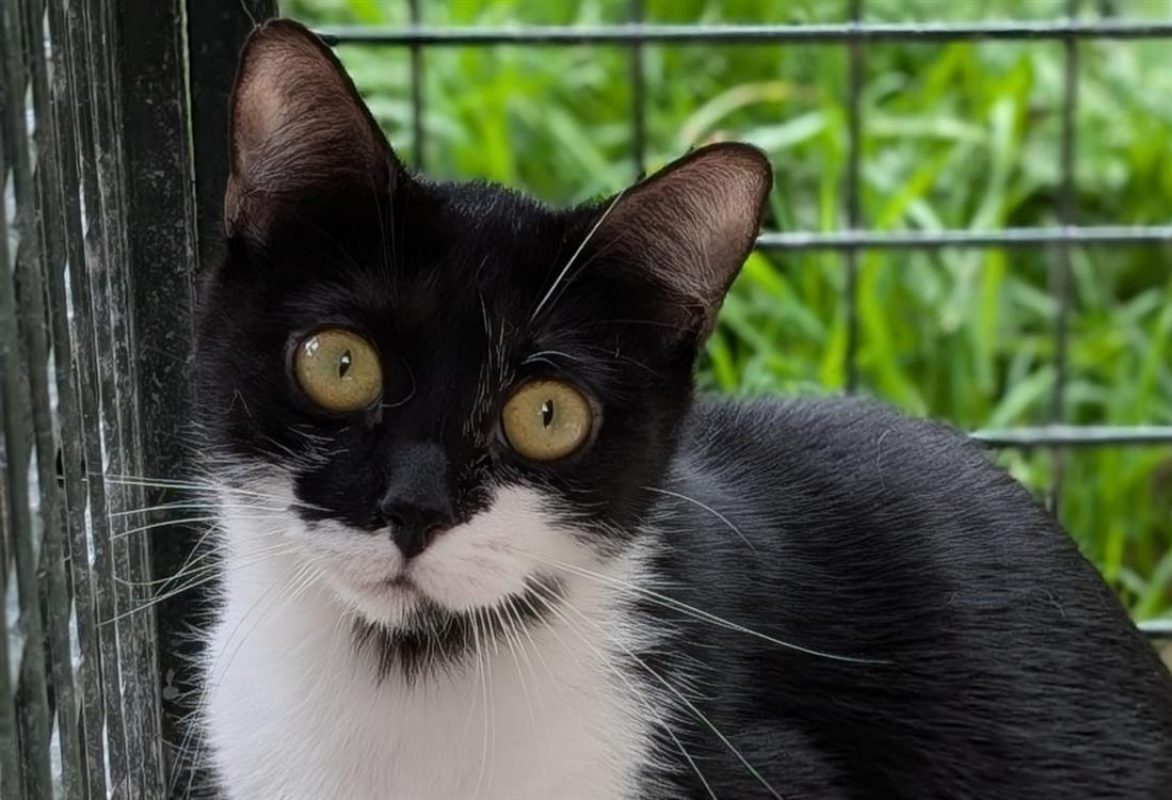 Baïka - Chat Européen à adopter