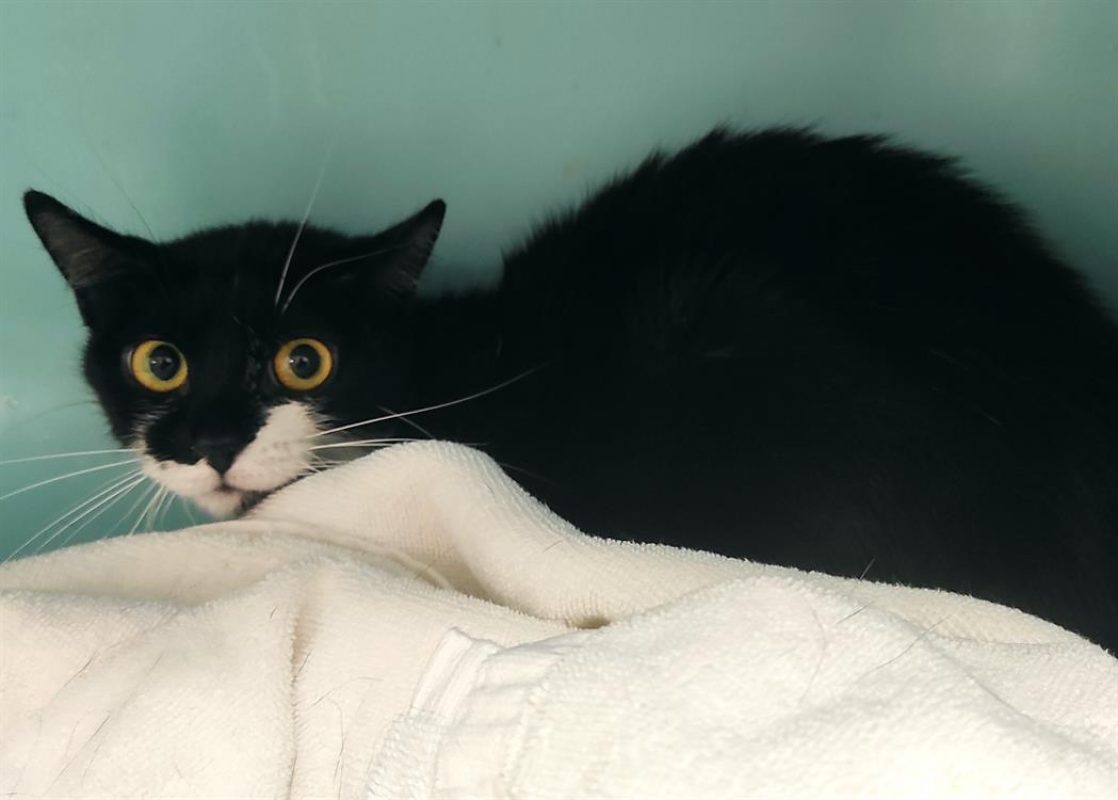 Baïka - Chat Européen à adopter - photo 2