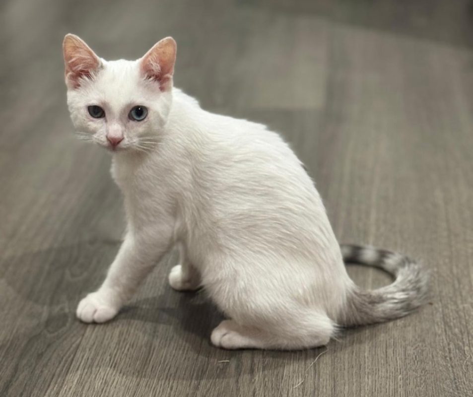 Blue - Chat Européen à adopter