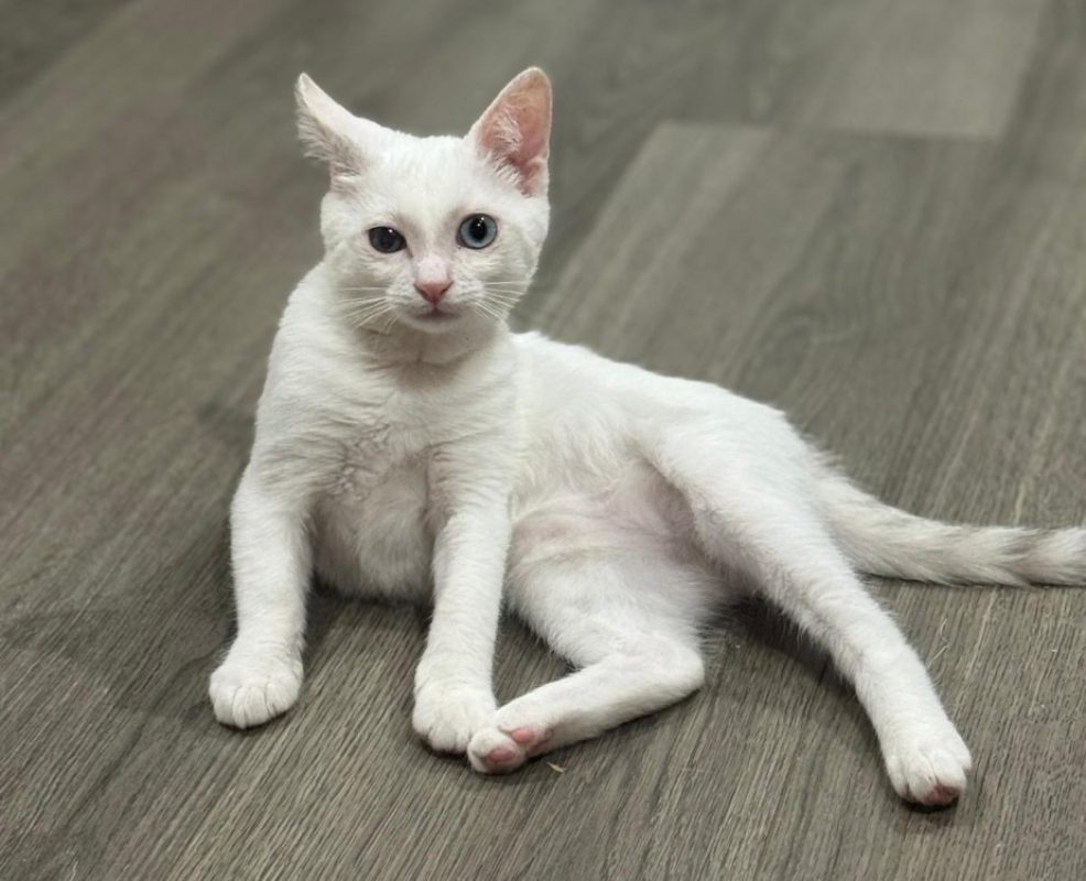 Blue - Chat Européen à adopter - photo 2
