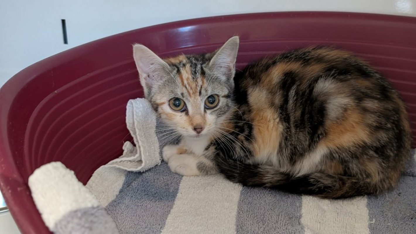 Jonquille - Chat Européen à adopter