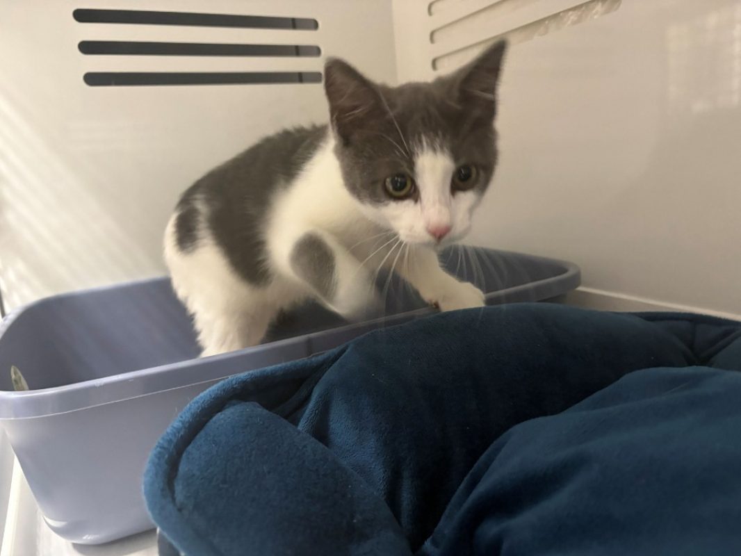 Bloum - Chat Européen à adopter