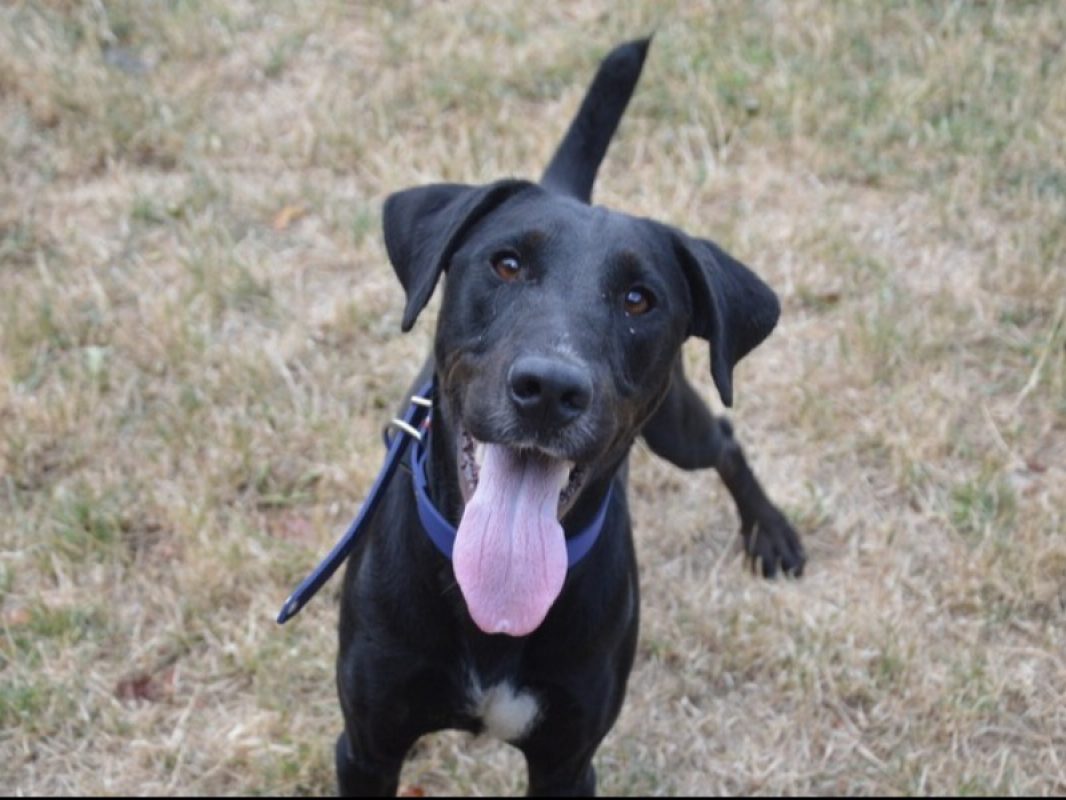 Atchoum - Chien à adopter
