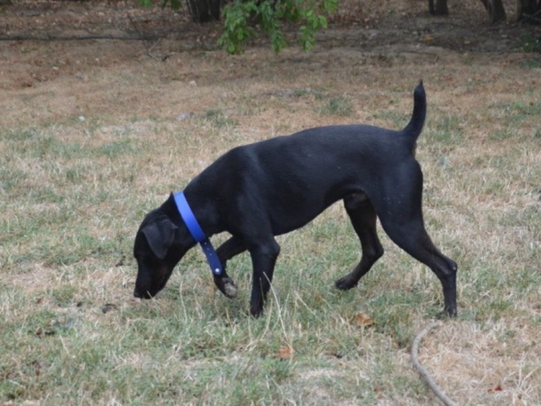 Atchoum - Chien à adopter - photo 2