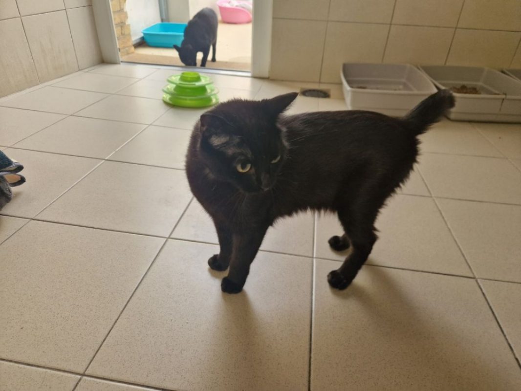 Mimiossi - Chat Européen à adopter