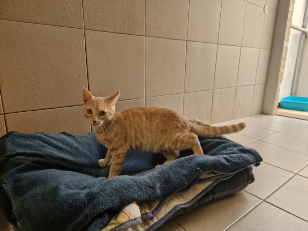 Caramel - Chat Européen à adopter