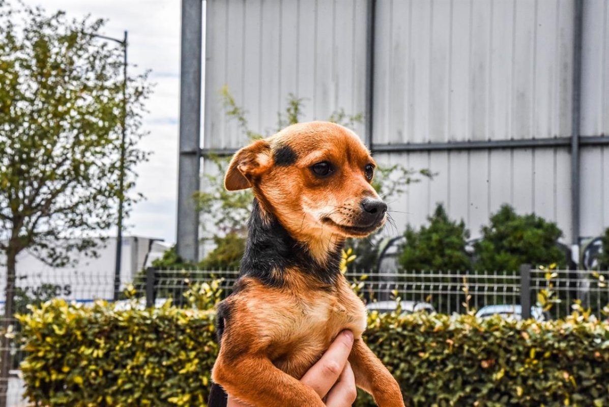 Jean eudes dit caramel - Chien Pinscher Nain à adopter