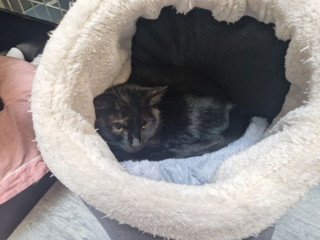 Ola - Chat Européen à adopter