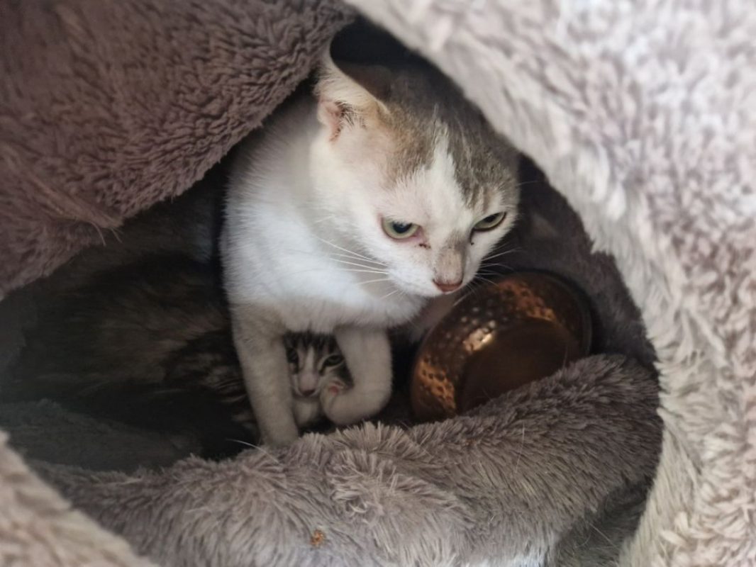 Ella - Chat Européen à adopter