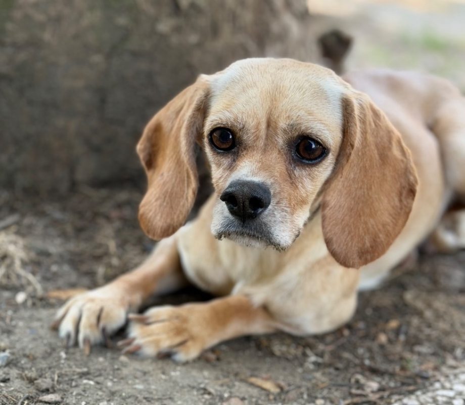 Brise - Chien à adopter
