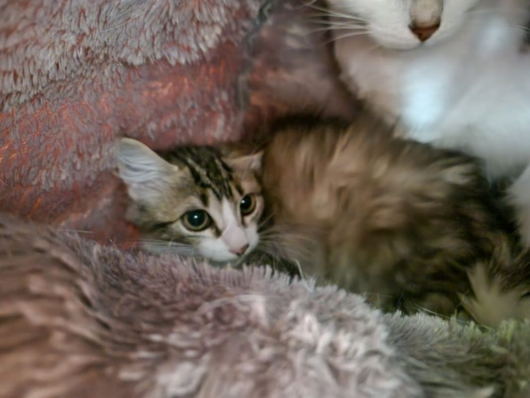 Denys - Chat Européen à adopter