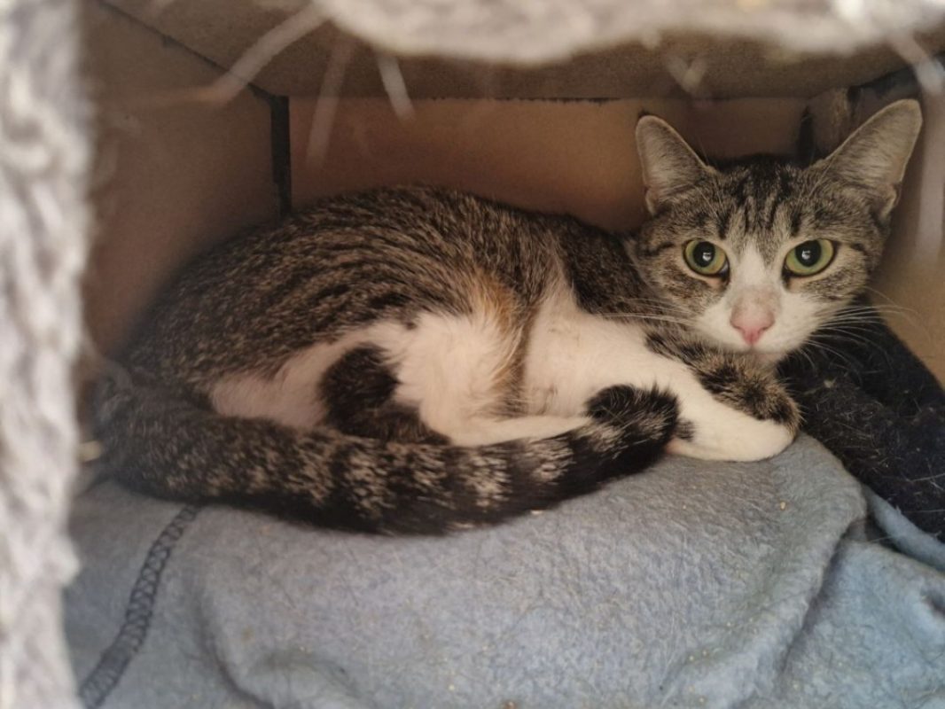 Fleur - Chat Européen à adopter