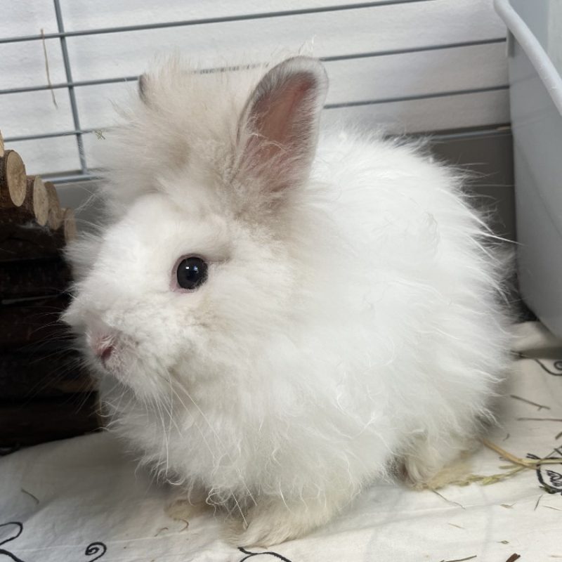KÉkÉ - Rongeur Lapin à adopter