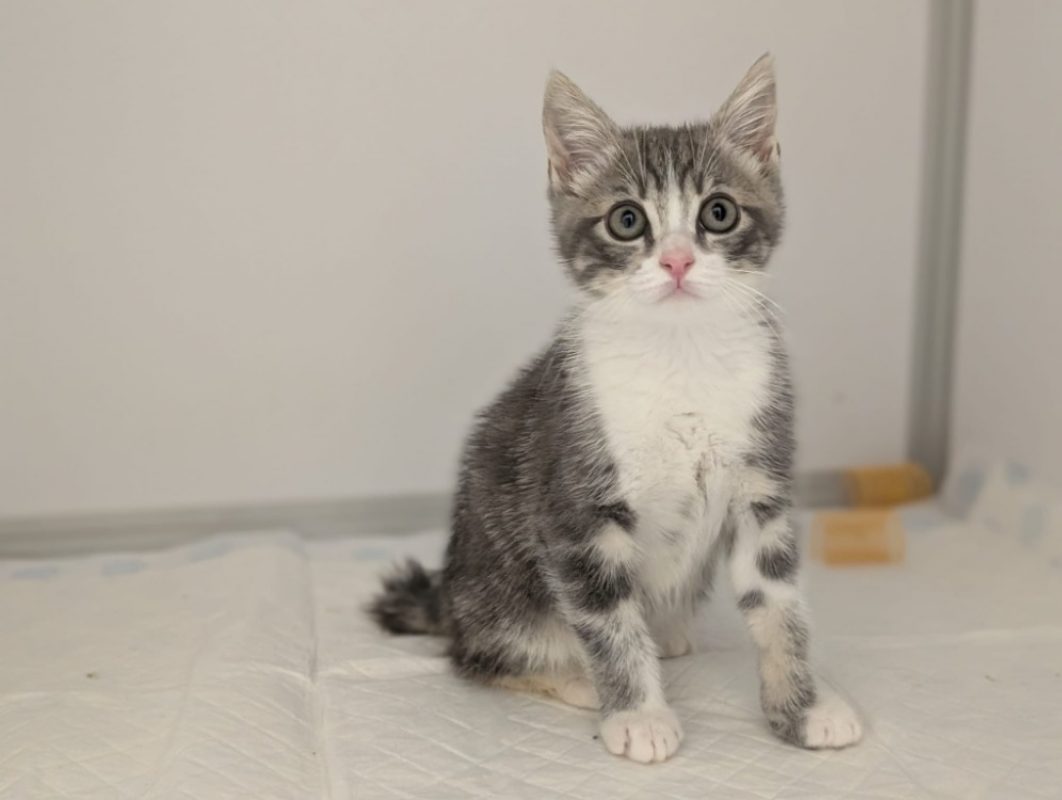 Sorbet - Chat Européen à adopter