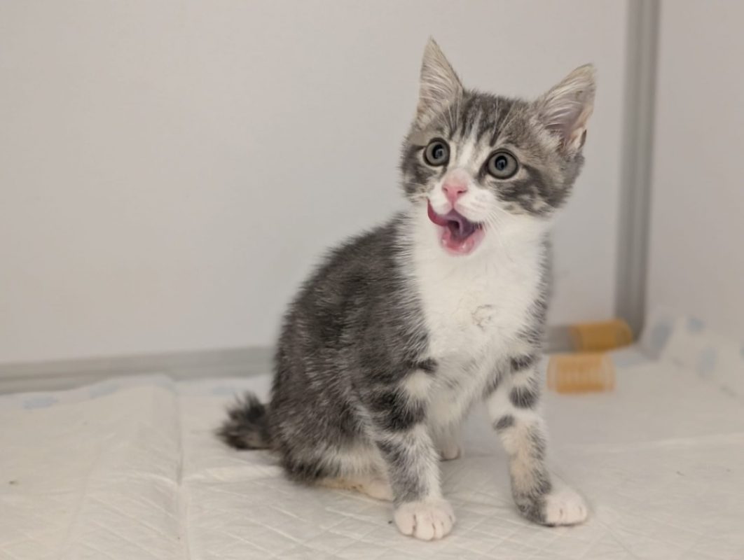 Sorbet - Chat Européen à adopter - photo 2