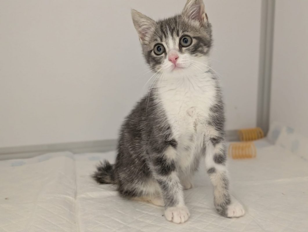 Sorbet - Chat Européen à adopter - photo 3