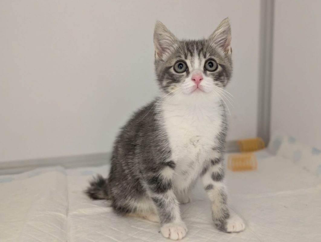 Sorbet - Chat Européen à adopter - photo 4