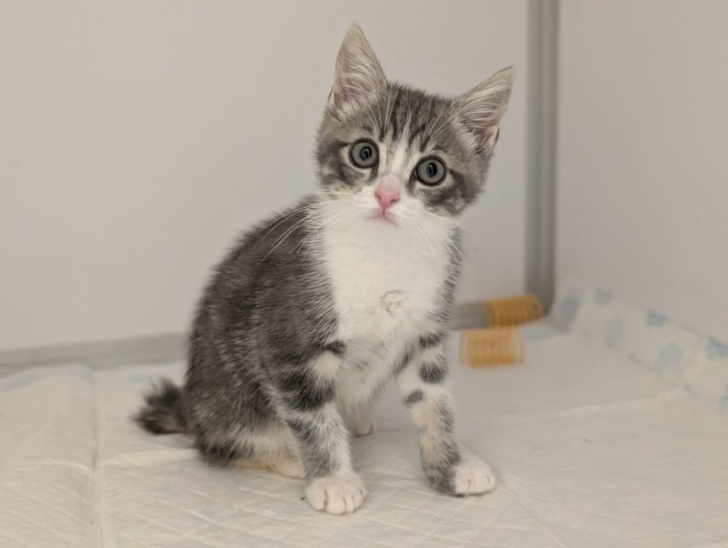 Sorbet - Chat Européen à adopter - photo 5