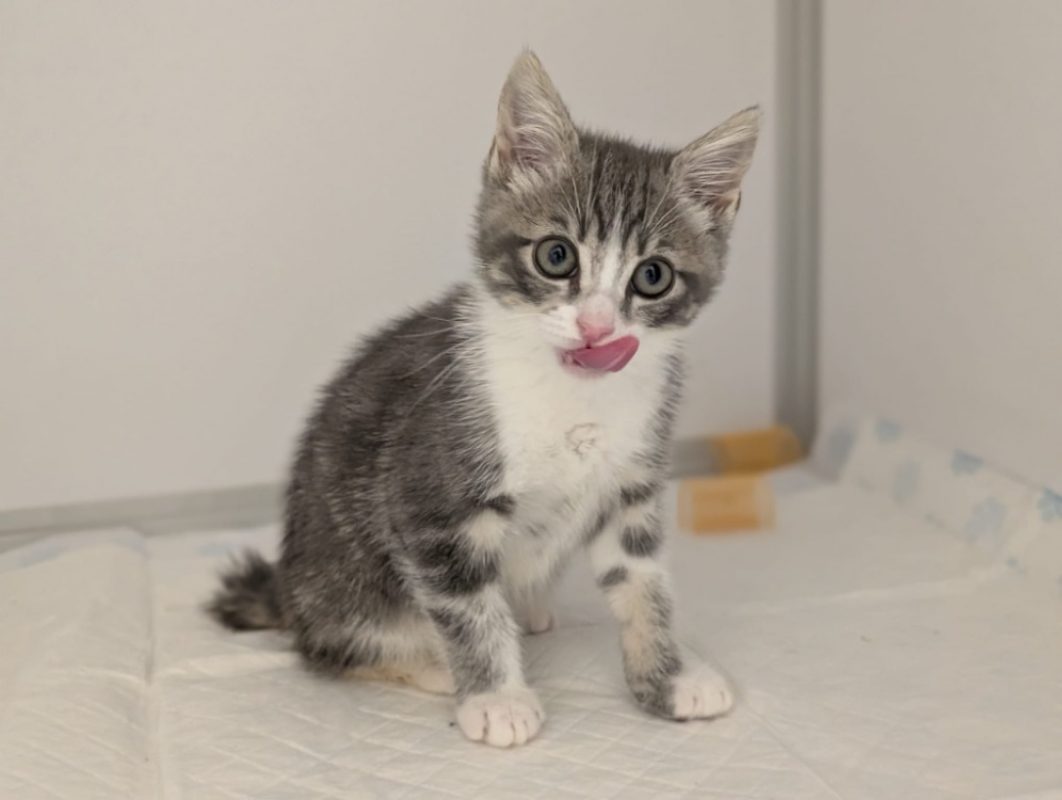 Sorbet - Chat Européen à adopter - photo 6