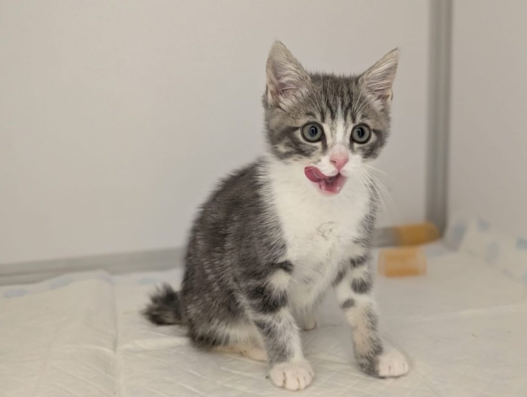 Sorbet - Chat Européen à adopter - photo 7