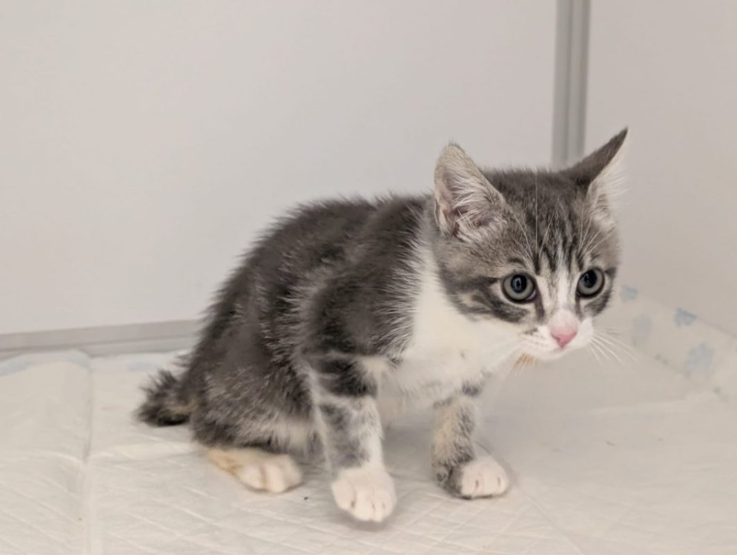 Sorbet - Chat Européen à adopter - photo 8