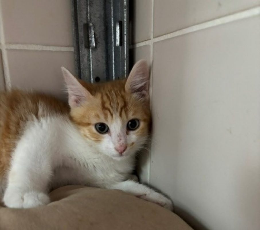 Pirana - Chat Européen à adopter