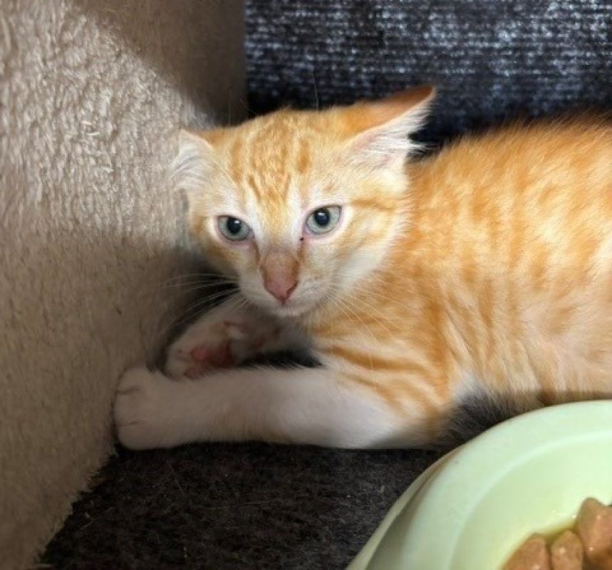 Requin - Chat Européen à adopter