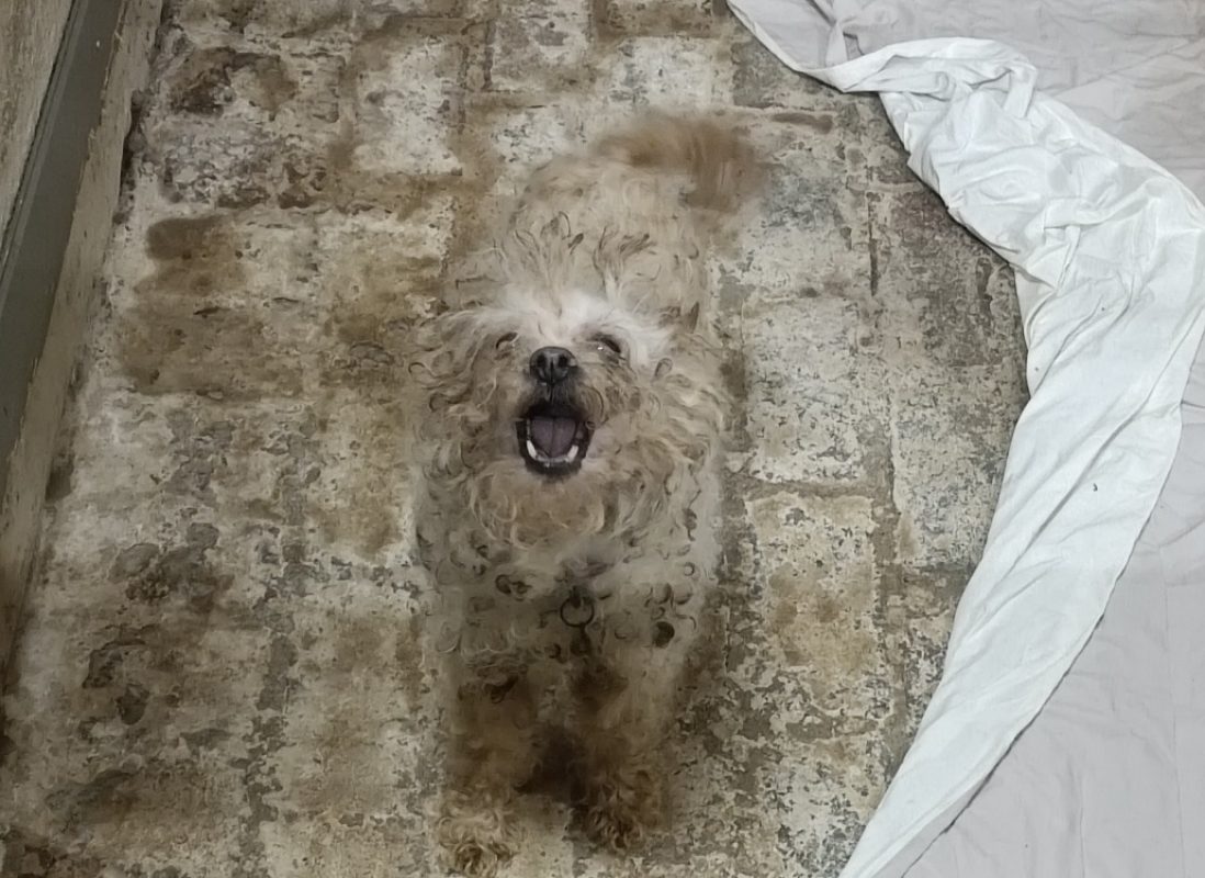 Mimie - Chien Bichon à poil frisé à adopter