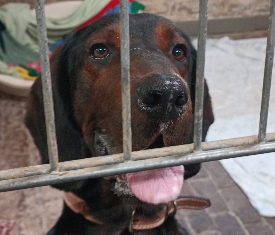 Vigo - Chien Beagle à adopter