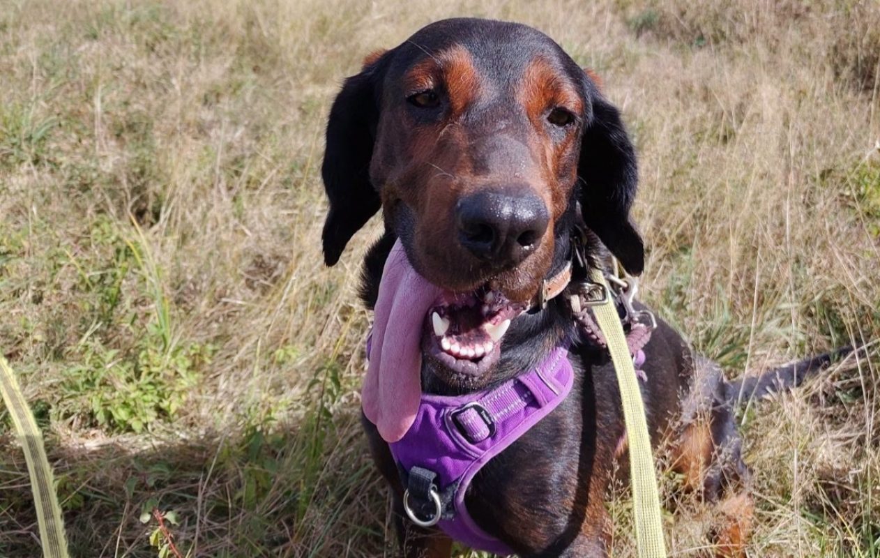 Vigo - Chien Beagle à adopter