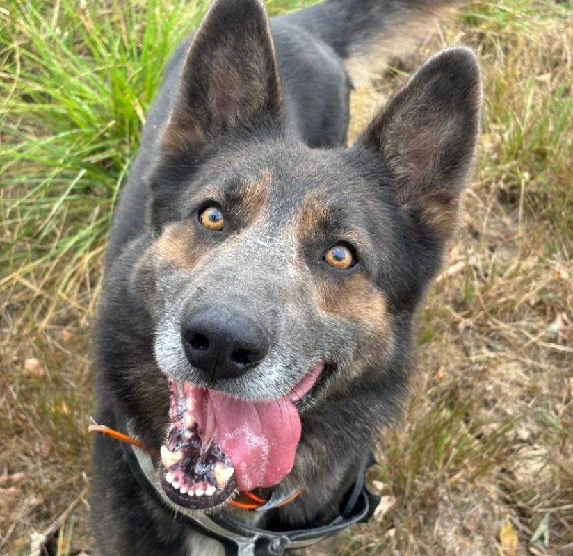 Toby - Chien Berger Allemand à adopter