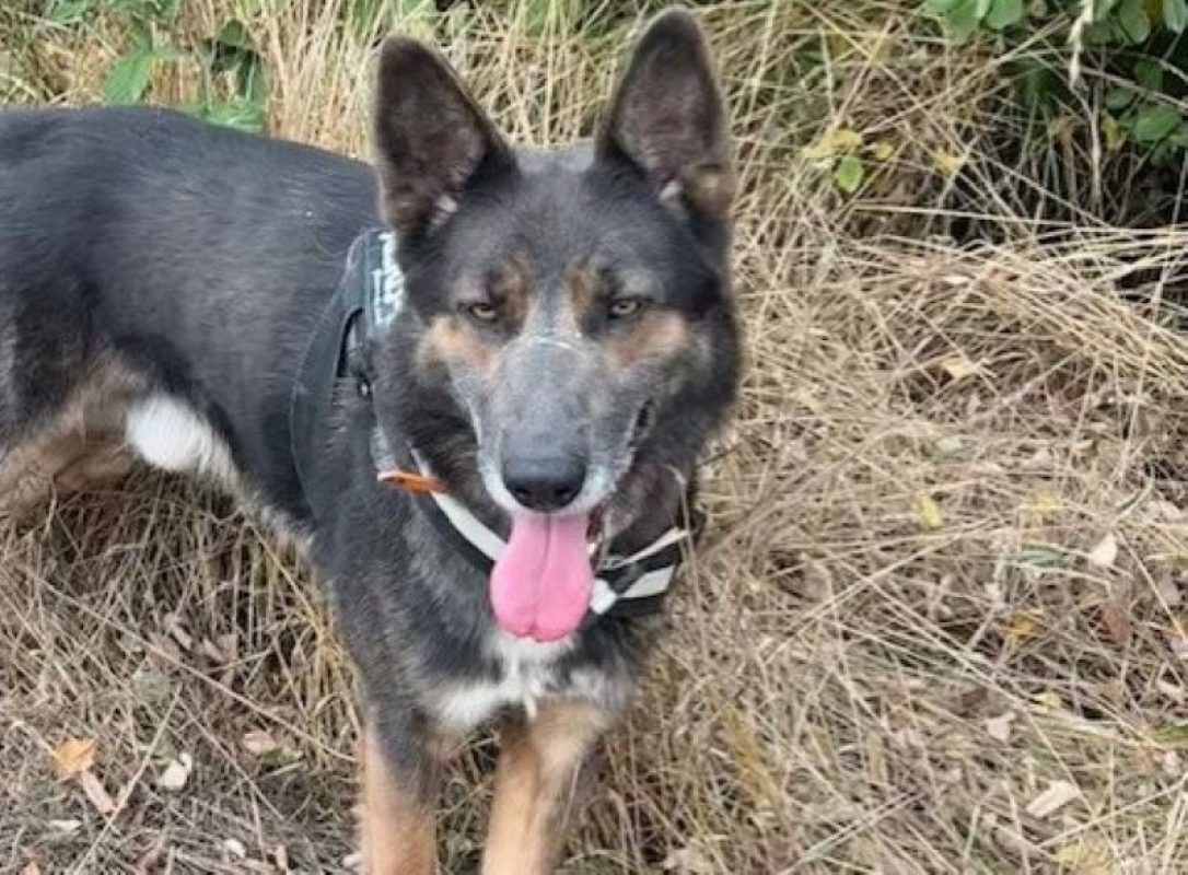 Toby - Chien Berger Allemand à adopter - photo 2