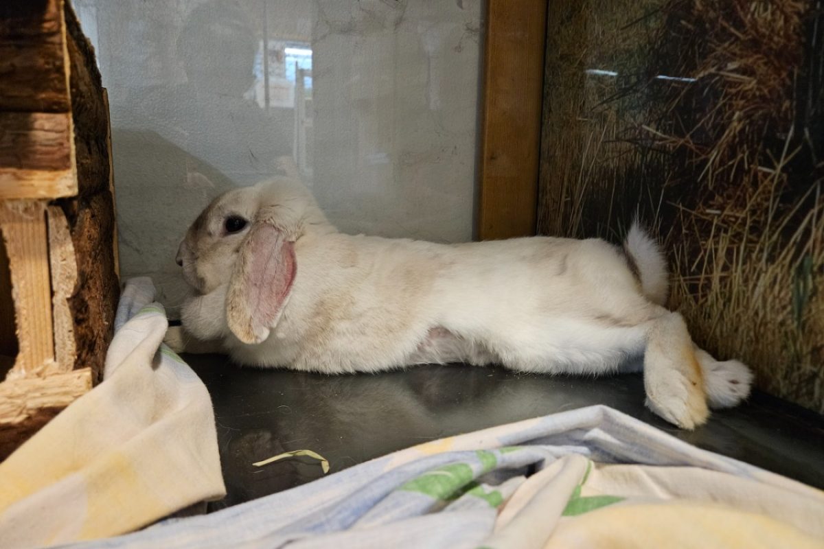 Vrille - Rongeur Lapin à adopter