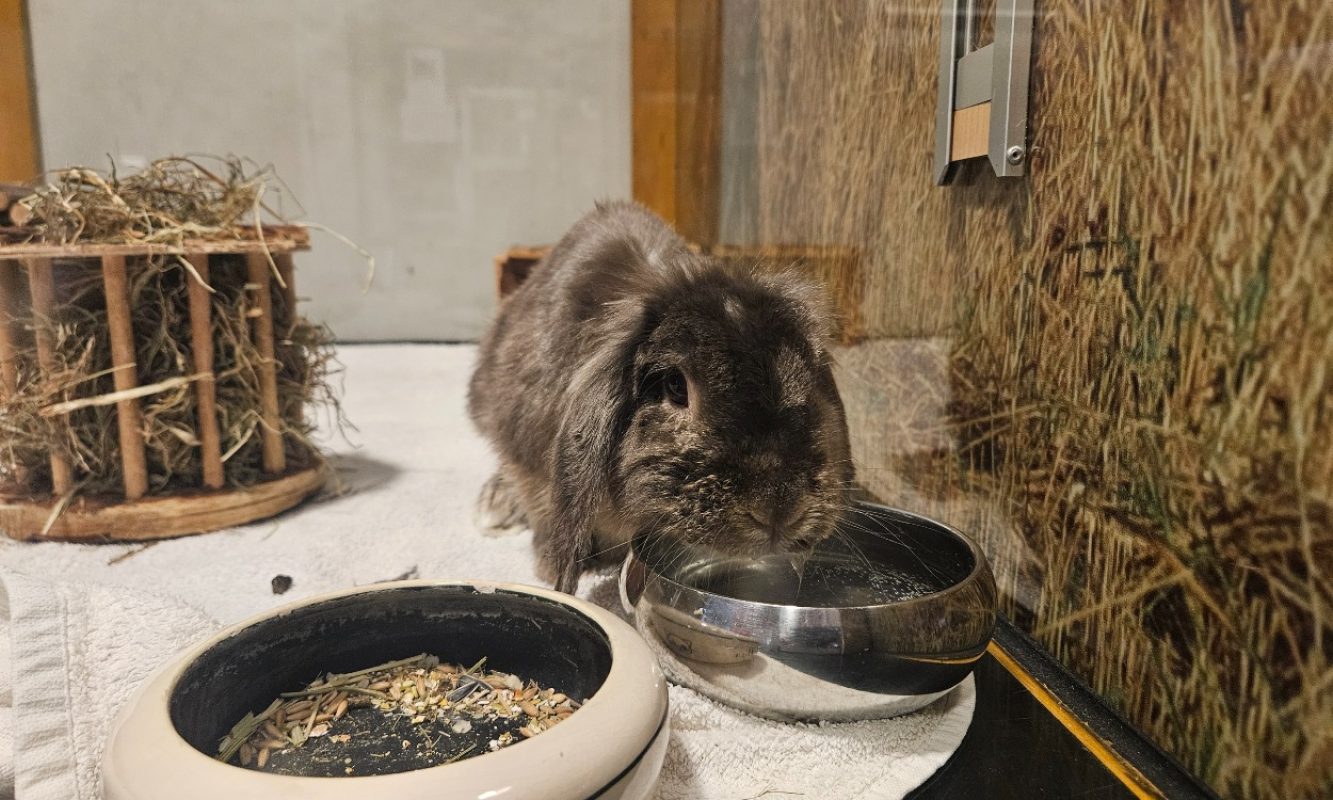 April - Rongeur Lapin à adopter