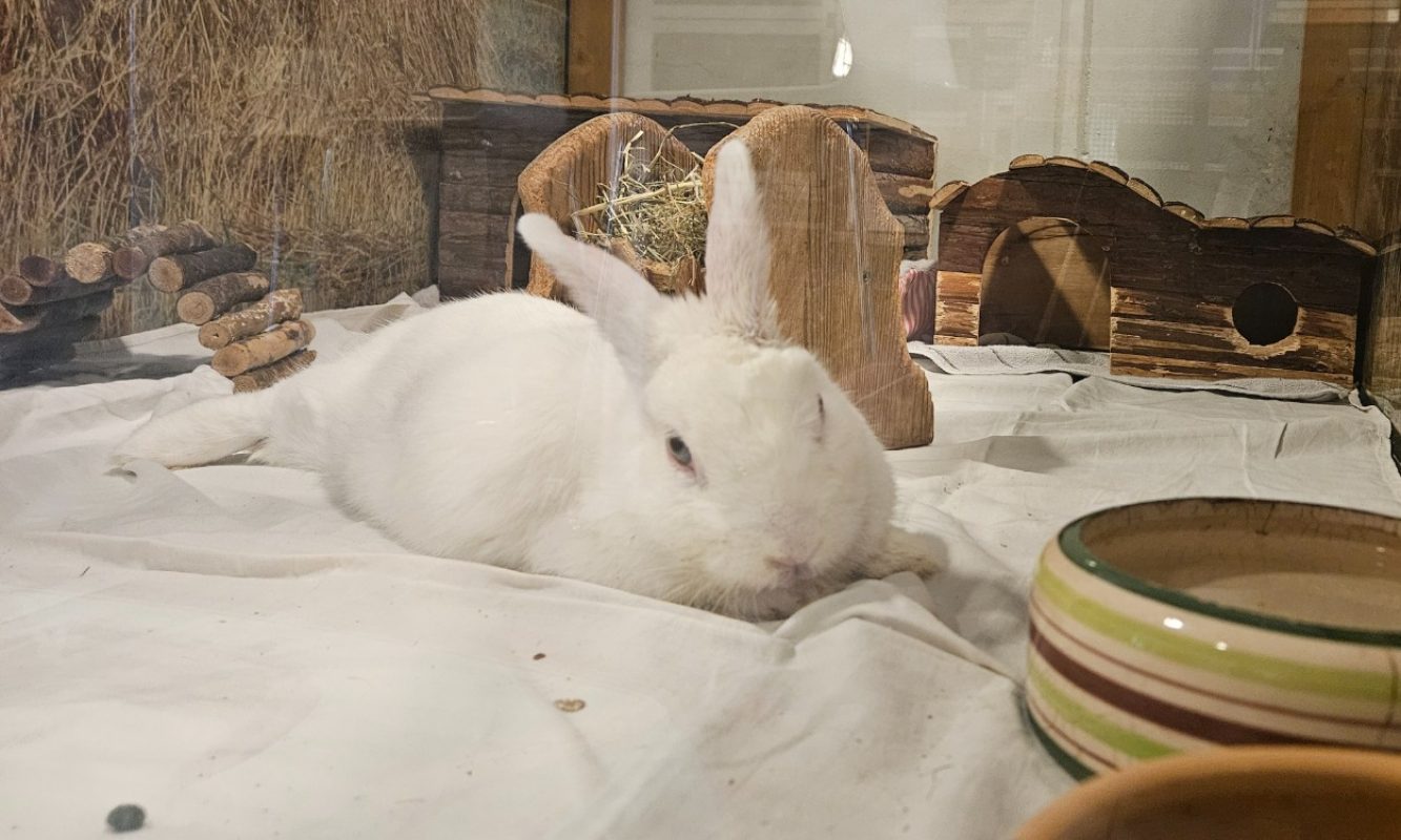 Dragibus - Rongeur Lapin à adopter
