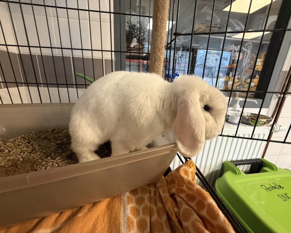 Ponpon - Rongeur Lapin à adopter
