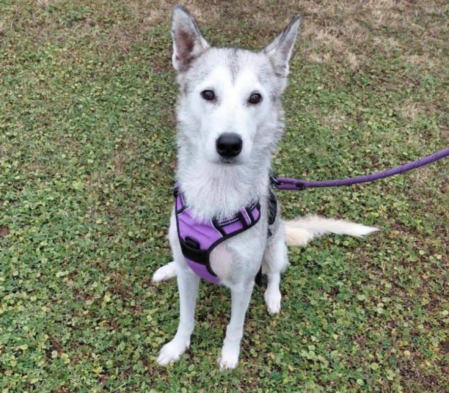 Urka - Chien Husky Sibérien à adopter