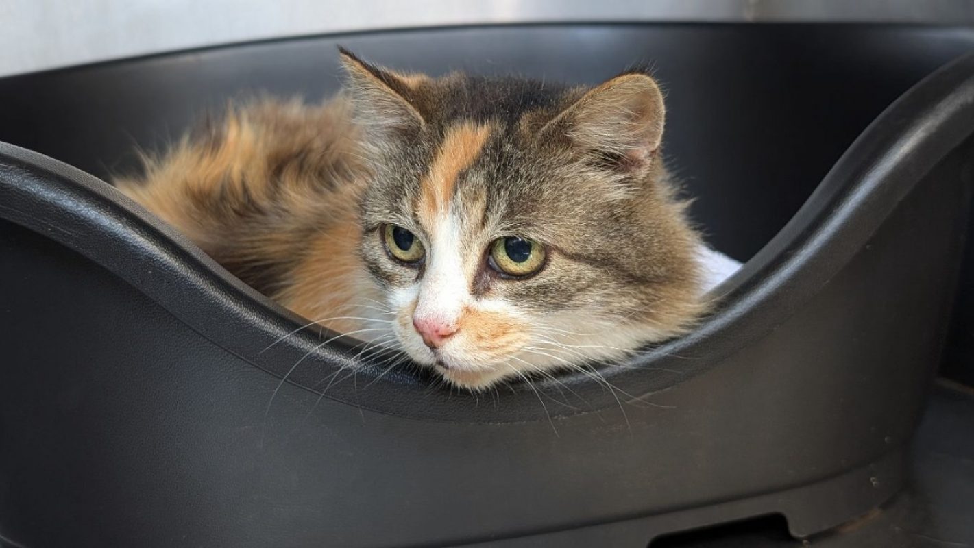 Milly - Chat Européen à adopter