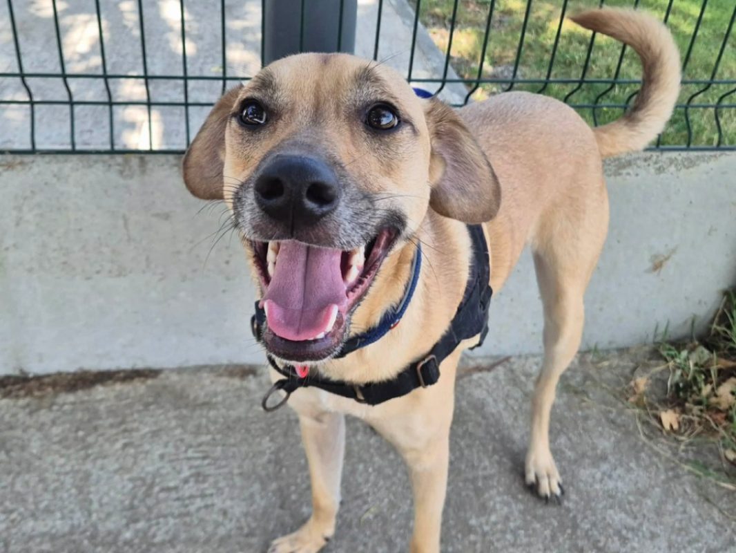 Marco - Chien à adopter