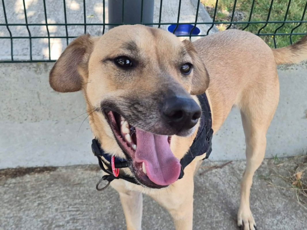 Marco - Chien à adopter - photo 2