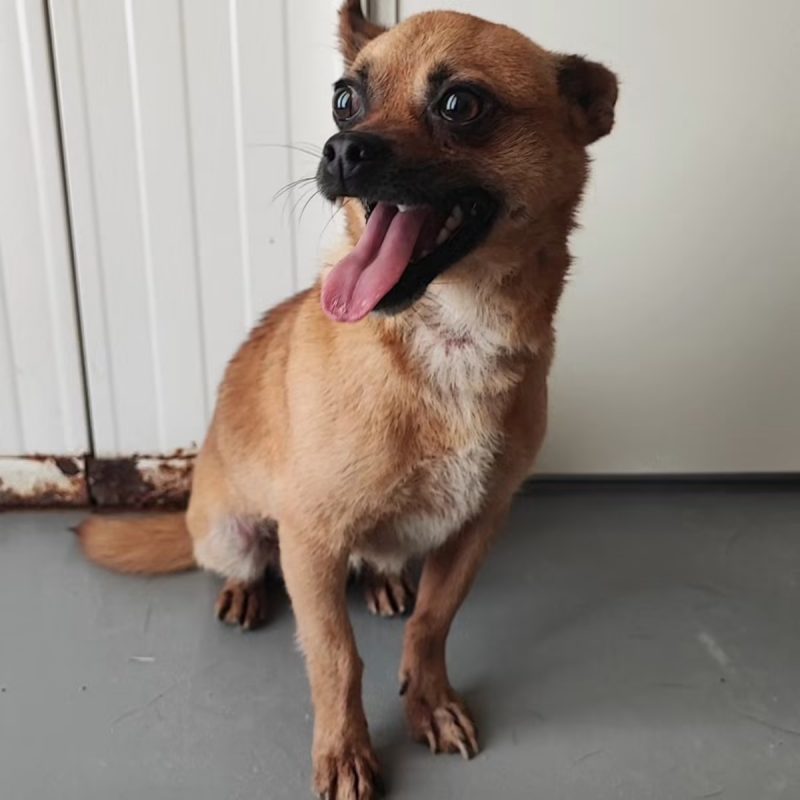 Lucas - Chien Croisé à adopter
