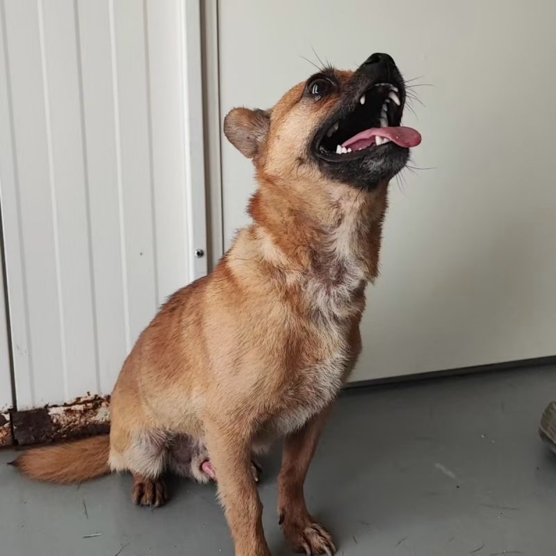 Lucas - Chien Croisé à adopter - photo 4