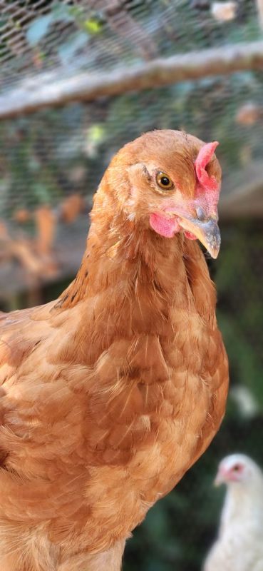 Petit coq , petit poulet - Animal de ferme Coq à adopter - photo 2