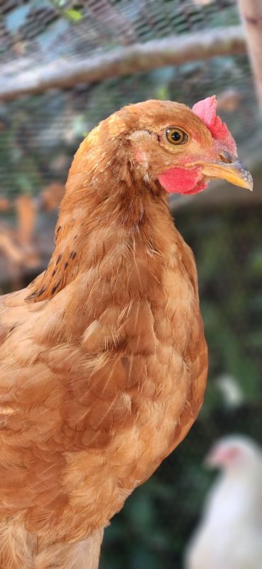 Petit coq , petit poulet - Animal de ferme Coq à adopter