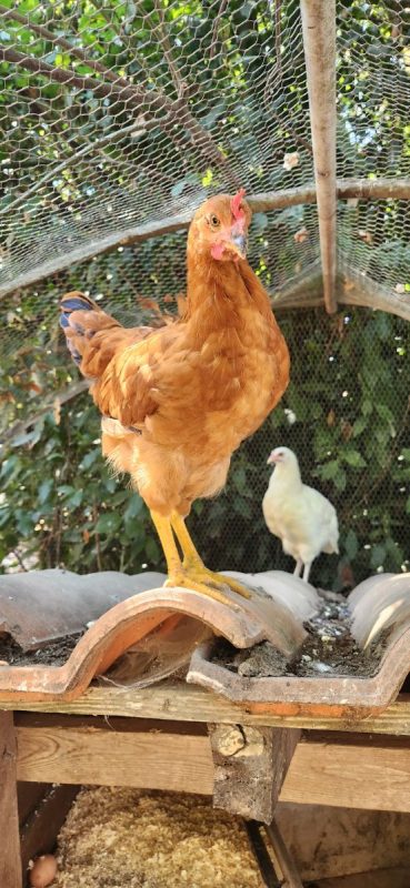 Petit coq , petit poulet - Animal de ferme Coq à adopter - photo 3