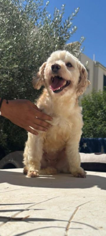 PIKA - Chien Bichon à poil frisé x Caniche à adopter - photo 5